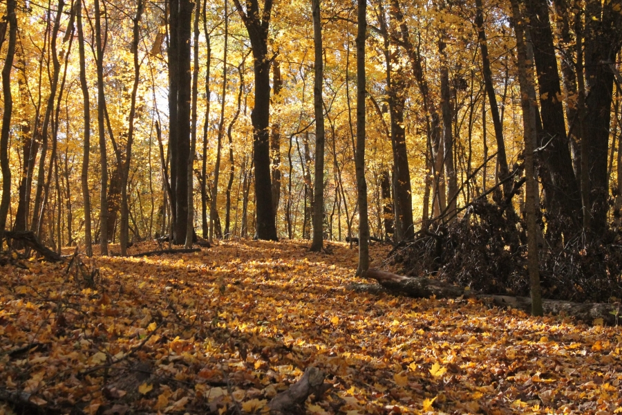The Importance of Managing Your Woodland