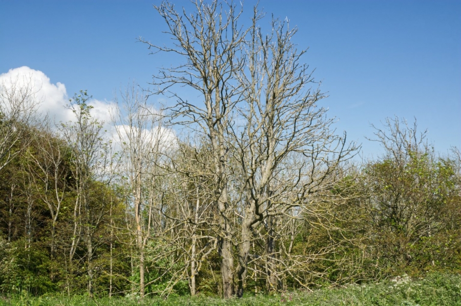 Ash dieback is now widespread in Yorkshire ....